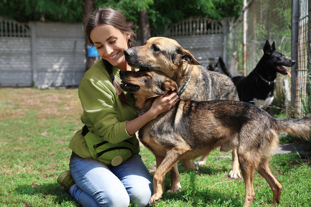 Benny the adoptable dog
