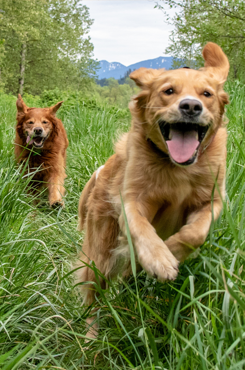 Two happy dogs running freely through tall green grass in an open field at Mojo's Safe Haven