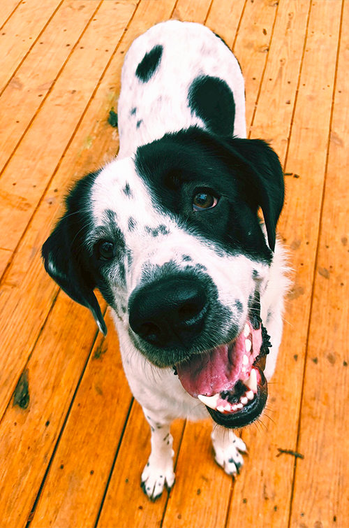 Mojo standing on a wooden deck